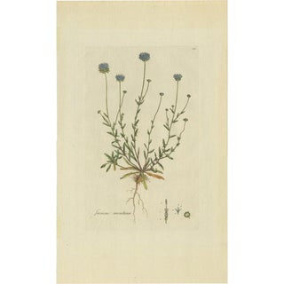 Curtis, Botany Illustration of the Jasione Montana, 1777, Print For Sale