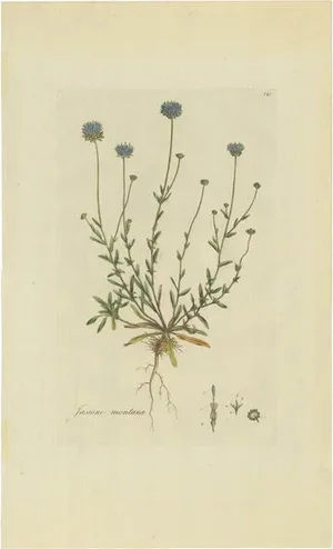 Curtis, Botany Illustration of the Jasione Montana, 1777, Print