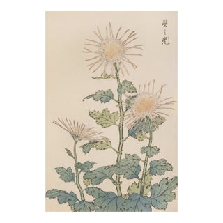 Spider Chrysanthemum Trio by Hasegawa, Vintage Japanese Botanical Art Print, 16" X 24" For Sale