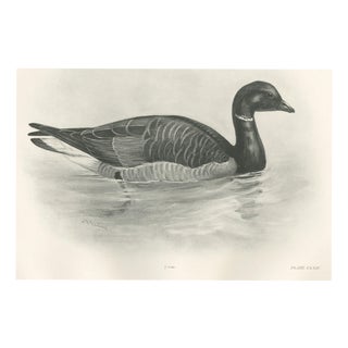 After Lilian Medland, Brent Goose, 1909, Print For Sale