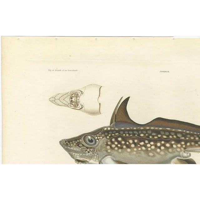 Louis Bévalet and H. Blanchard, Arctic Chimaera Fish, France, 1845, Paper For Sale - Image 4 of 10