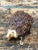 Vintage Textured Ceramic Hedgehog Sculpture For Sale - Image 14 of 14