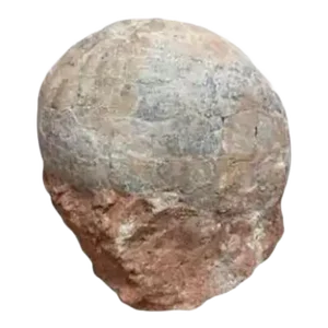 Prehistoric Petrified Dinosaur Egg with Cracked Surface