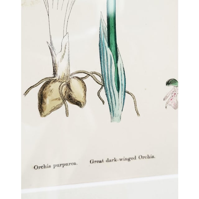Orchids, 19th Century, Hand Coloured Print Montage For Sale - Image 10 of 18