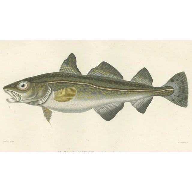 Codfish Study, France, 1845, Paper For Sale - Image 4 of 11