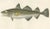 Codfish Study, France, 1845, Paper For Sale - Image 4 of 11