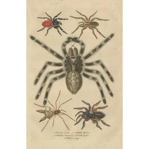 Mid 19th Century Drapiez, Arachnid Species Study, Handcolored Engraving, 1845, Print For Sale - Image 5 of 6