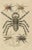 Mid 19th Century Drapiez, Arachnid Species Study, Handcolored Engraving, 1845, Print For Sale - Image 5 of 6
