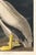American White Pelican (Audubon), Vintage Art Print Reproduction, 12″ × 18″ For Sale - Image 9 of 10