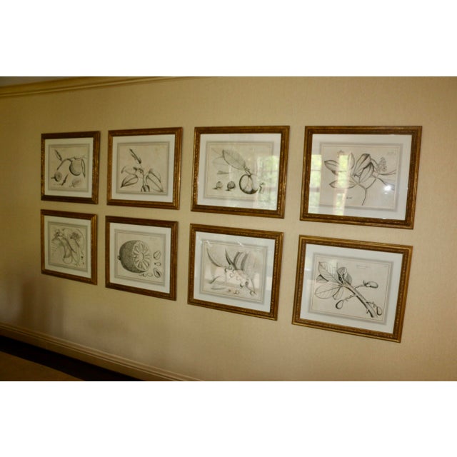 Dennis & Leen Botanical Print With Gilded Frame – DL-Art 42 For Sale - Image 13 of 14