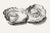A refined study of two opened oysters reproduced from an 1824 natural history illustration by Jean Bernard. Rendered with...