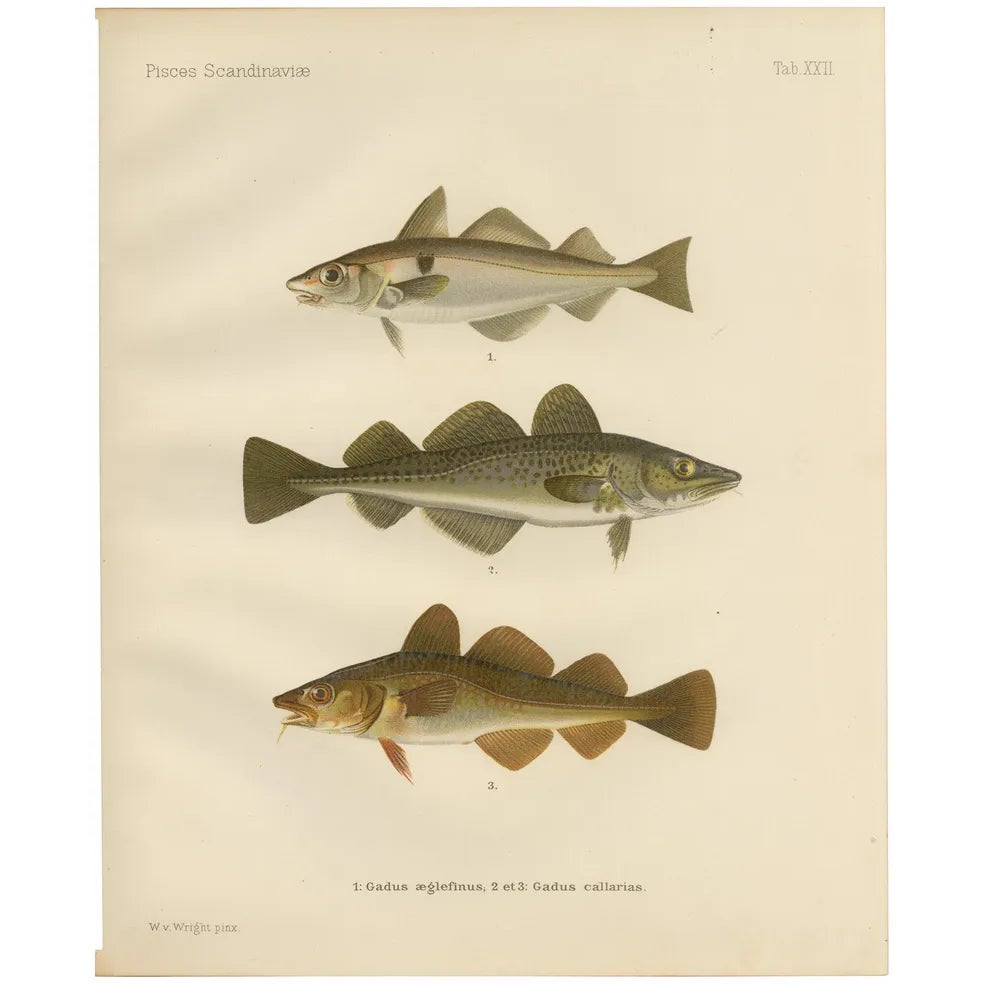 Aeg, Haddock and Atlantic Cod, 1895, Paper | Chairish