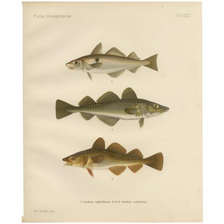 Aeg, Haddock and Atlantic Cod, 1895, Paper For Sale