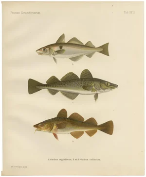 Aeg, Haddock and Atlantic Cod, 1895, Paper