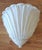 Ceramic Ceramic Wall Shell For Sale - Image 7 of 7