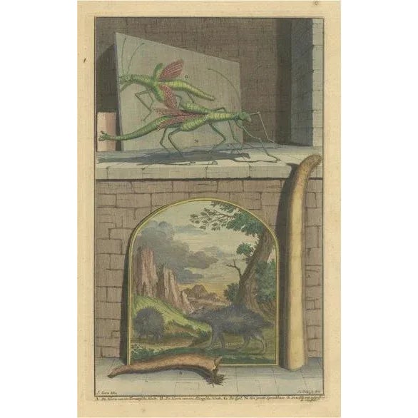 F. Valentijn, Grasshopper, Hedgehogs and the Horn of Doe, 1726, Colored Print For Sale - Image 6 of 6