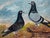 Early 20th Century Circa 1930 British Folk Art Champion Racing Pigeons Oil Painting For Sale - Image 5 of 18