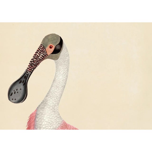 2020s Pink Bird Prints, Unframed - a Pair For Sale - Image 5 of 7