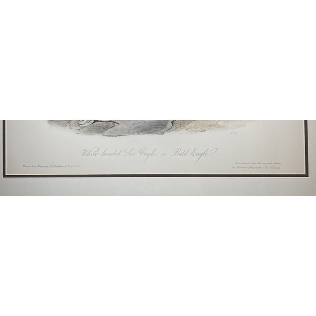 Wood Late 20th Century Framed Audubon Bird Prints - A Pair For Sale - Image 7 of 15