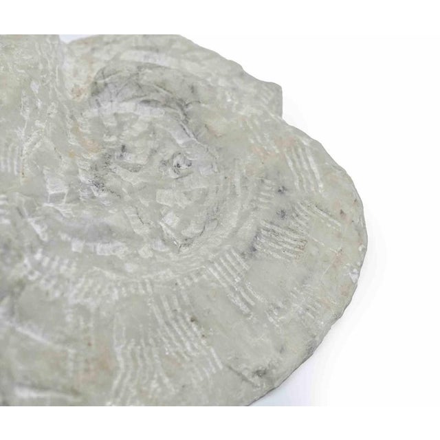 1960s Sirio Pellegrini, Fossil Sculpture, 1960s, Terracotta For Sale - Image 5 of 6