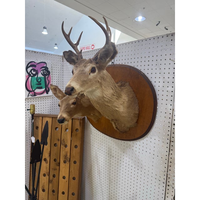 Pair Of Whitetail Deer Head Shoulder Mounts Taxidermy Buck & Doe 26x16 Very rare mount with both double taxidermy deer...