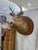 Pair Of Whitetail Deer Head Shoulder Mounts Taxidermy Buck & Doe 26x16 Very rare mount with both double taxidermy deer...