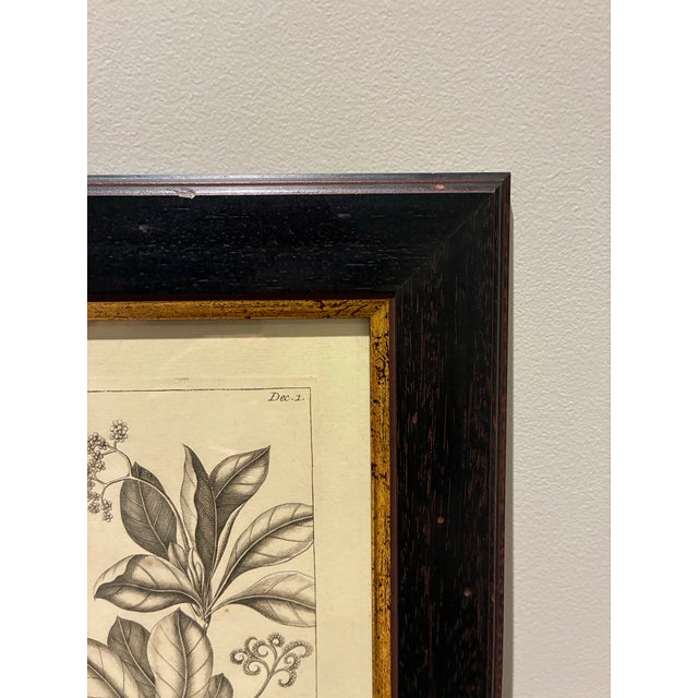 Vintage Tournefortia Foetidissima Botanical Engraving Print in Black & Gold Frame For Sale - Image 4 of 5