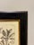 Vintage Tournefortia Foetidissima Botanical Engraving Print in Black & Gold Frame For Sale - Image 4 of 5