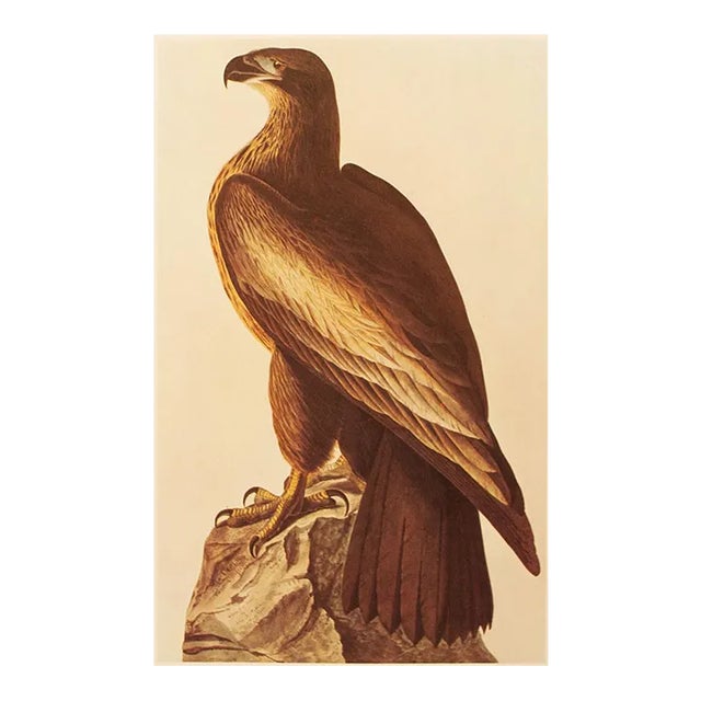 1966 Vintage Farmhouse Cottage Style Print "Bald Eagle" After John James Audubon For Sale