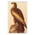 1966 Vintage Farmhouse Cottage Style Print "Bald Eagle" After John James Audubon For Sale