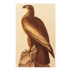 1966 Vintage Farmhouse Cottage Style Print "Bald Eagle" After John James Audubon