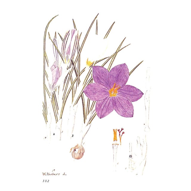 White "The Treasury of Flowers" 1975 Coats, Alice M. For Sale - Image 8 of 12