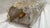 Gold Murano Glass Flower Sconces with attributed to Seguso, 1980s, Set of 2 For Sale - Image 4 of 9