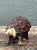 Vintage Textured Ceramic Hedgehog Sculpture For Sale - Image 4 of 14