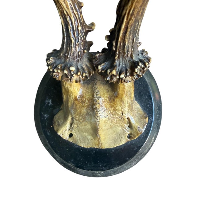 Cabin Roe Deer Trophy 128 Black Forest Antlers For Sale - Image 3 of 5