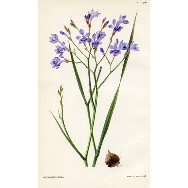 Illustration Vintage Botanical Prints by Margaret Stones, Curtis's Botanical Magazine, Set of 4 Original Botanical Prints, England For Sale - Image 3 of 5