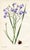 Illustration Vintage Botanical Prints by Margaret Stones, Curtis's Botanical Magazine, Set of 4 Original Botanical Prints, England For Sale - Image 3 of 5