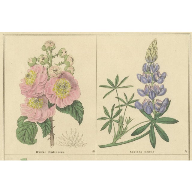 Blue B. Maund, Botanical Illustrations, Hand-Colored Prints, 1836, Set of 2 For Sale - Image 8 of 10