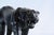 Massive Life Size Panther With Glass Eyes, Mid-Century For Sale - Image 4 of 4