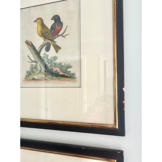 Set of 4 Framed 18th Century George Edward’s Hand Colored Bird Prints For Sale - Image 11 of 11
