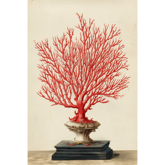 This refined fine art print reproduces a 19th-century original natural history illustration depicting a red sea gorgonian,...