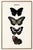 Four detailed butterflies stand against warm ivory in this butterfly art print, adapted from a historic natural history...