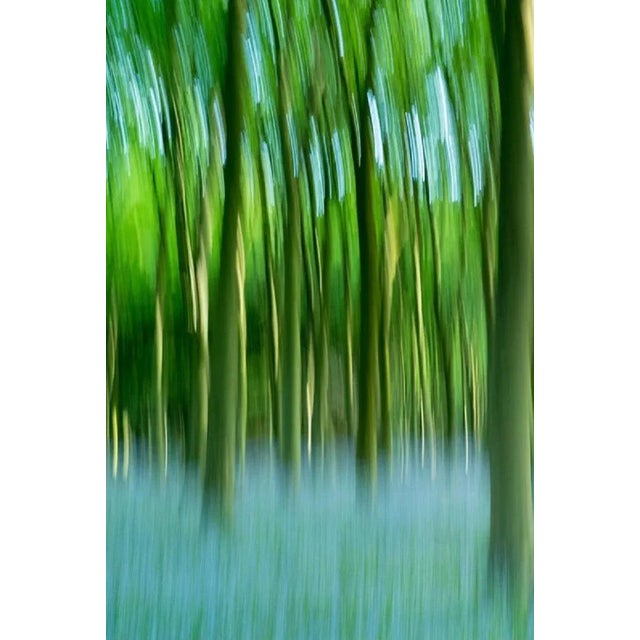 Tim Graham, Bluebell Wood, the Cotswolds, Uk, Photographic Paper, in Flawless conditions. Designed from 2000 This piece...