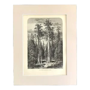 Antique 1874 Wood Engraving "Big Trees, Mariposa Grove", CA in 11x14 Mat