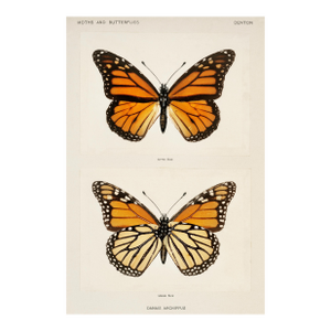 Monarch Butterfly by Sherman F. Denton, Vintage Entomology Reproduction Art Print, 24" × 36"
