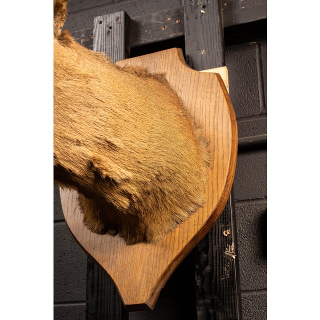 White Tailed Deer Buck Taxidermy Shoulder Mount For Sale - Image 9 of 9