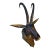 Black Forest Goat Chamois Deer Head For Sale