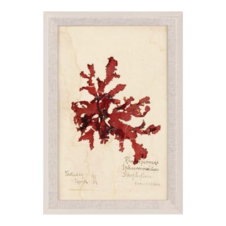 Capistrano Seaweed 33, Small, Framed Artwork For Sale