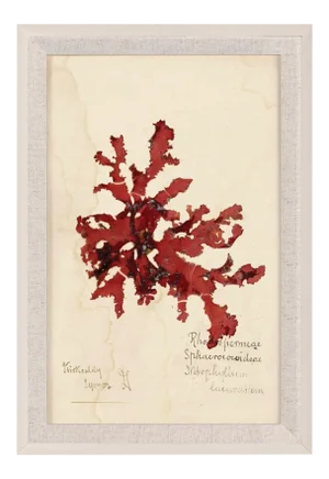 Capistrano Seaweed 33, Small, Framed Artwork