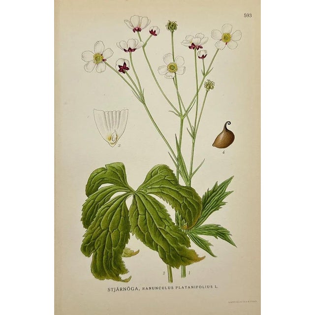 Illustration Carl Lindman Botanical Prints – Buttercups, Dock, Brookweed & Alpine (1922), Set of 8 For Sale - Image 3 of 9
